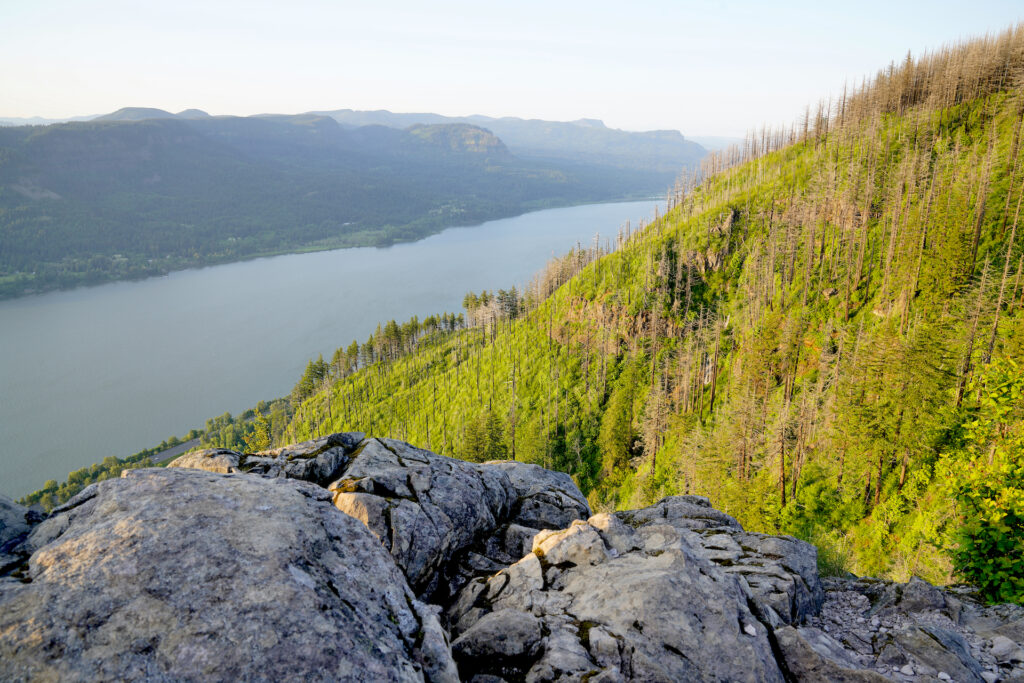 Looking east up the Columbia River Gorge from the summit of Angel's Rest. The forested slope on the right is regenerating in the wake of the catastrophic Eagle Creek Fire of 2017.