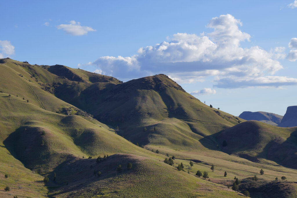 Shadows grow in the rolls and folds of scenic, grassy hills on an idyllic May afternoon at Clarno, Oregon.