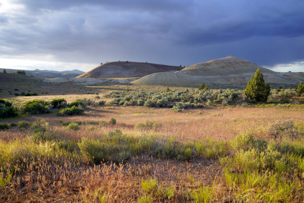 The last rays of sunshine illuminate the grass and sagebrush at Leaf Hill Fossil Trail on a late afternoon in May.