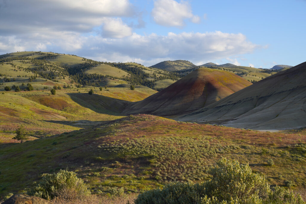 Green grass and fresh growth springs to life on the open, rolling landscape in May at Painted Hills.