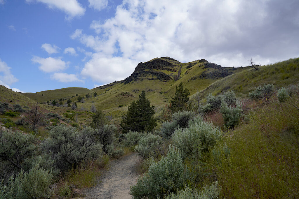 Grasses and sagebrush surround the Blue Basin Overlook Trail in John Day Fossil Beds National Monument, with tall hills rising in the distance.