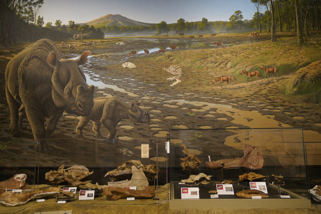 A large painting of prehistoric mammals near a muddy riverbed covers the wall behind displays of their fossils inside Thomas Condon Visitors Center at John Day Fossil Beds National Monument.