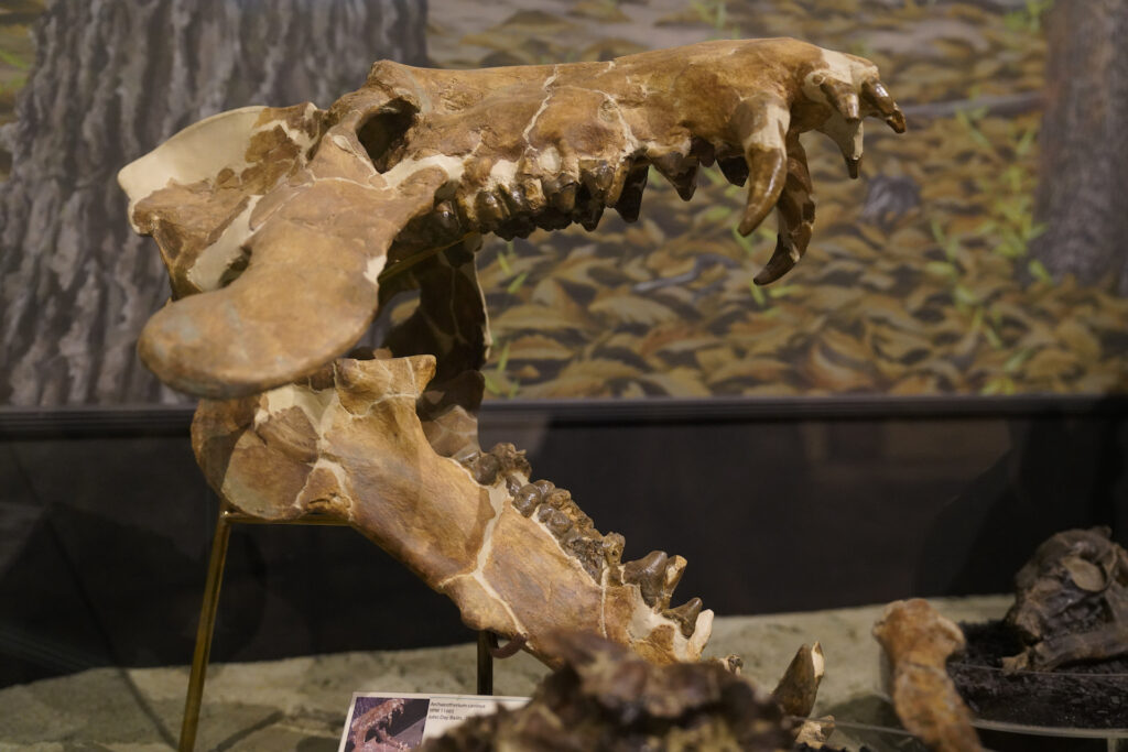 The fossilized skull of an early predatory mammal is displayed in Thomas Condon Visitors Center at John Day Fossil Beds National Monument in Oregon.