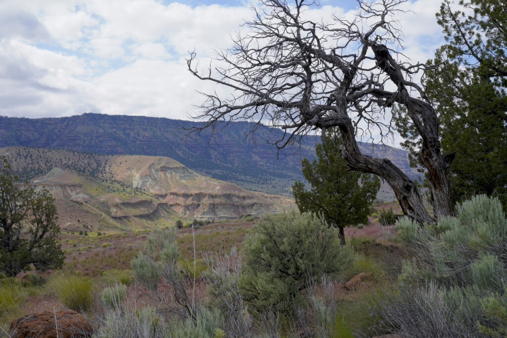 Branches of a dead tree reach into the view looking across semi-arid hills at Foree.