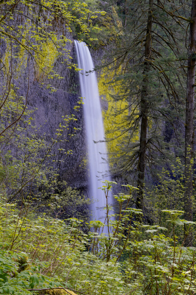 A side view of Latourell Falls as seen through the forest.