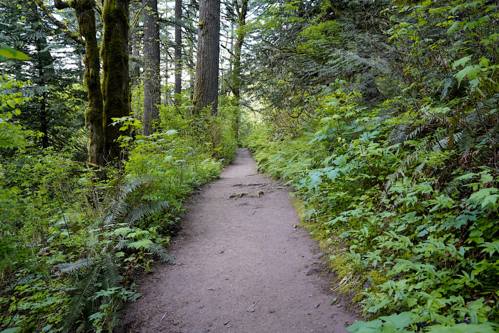 The trail between Latourell Falls and Upper Latourell Falls passes straight through a pretty Douglas Fir forest with a lush understory.