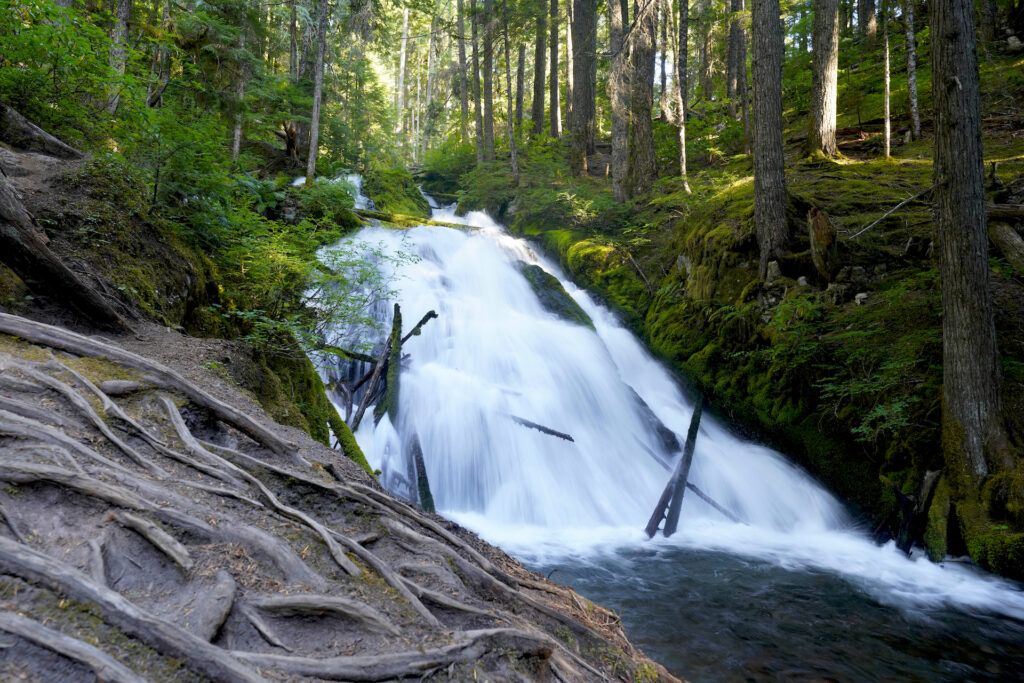 Fallen branches and small logs poke out of cascading Little Zigzag Falls in Mt Hood National Forest. A tangle of exposed tree roots fills the lower left corner.