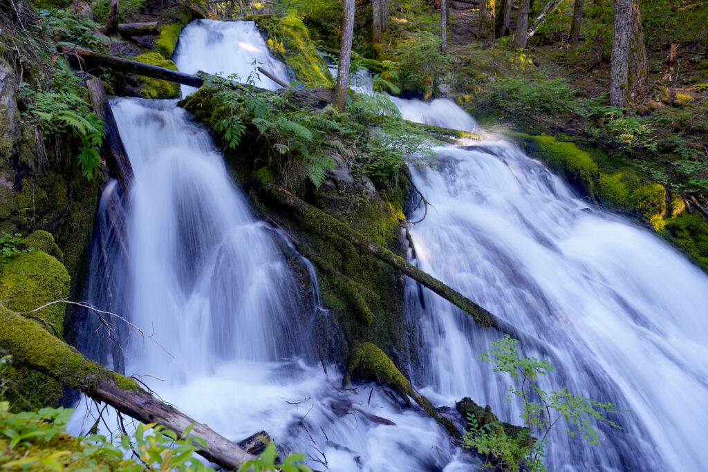 Little Zigzag Falls cascades as it splits around a fern-covered rock.