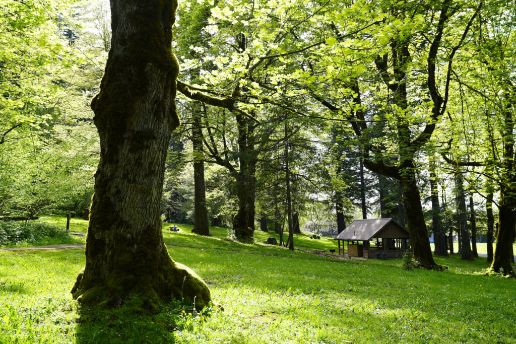 A bright green park lawn spreads out beneath towering Bigleaf Maple trees on a sunny spring afternoon, dwarfing the distant picnic structure in the lower right corner.