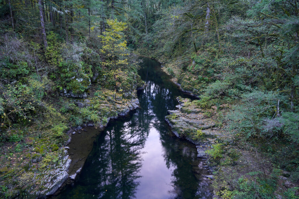 Autumn leaves decorate a pretty forested canyon on the calm East Fork Lewis River in Moulton Falls Regional Park in SW Washington.