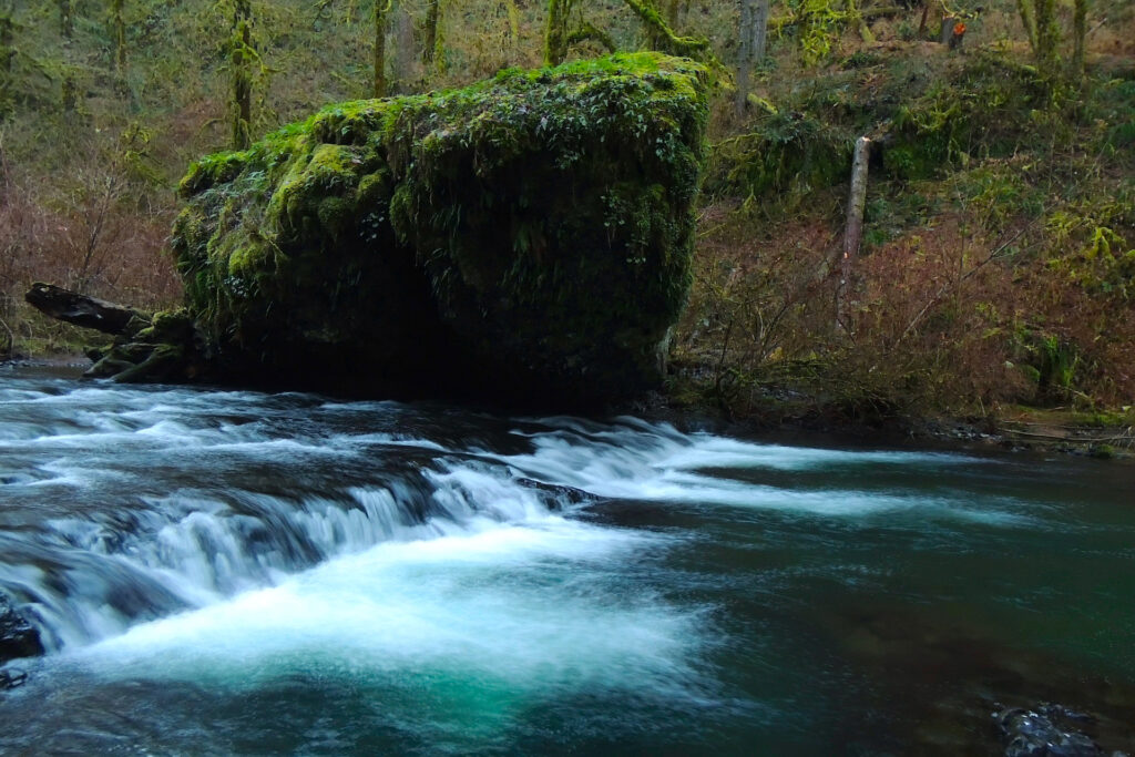 A van-sized mossy boulder looms behind a short ledge waterfall in the cool Oregon winter at Silver Falls State Park.