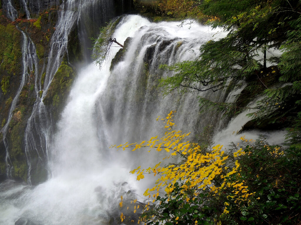 A little bush grows from a rock on the brink of thundering Panther Creek Falls. Evergreens and autumn foliage grow on the right side of the falls.