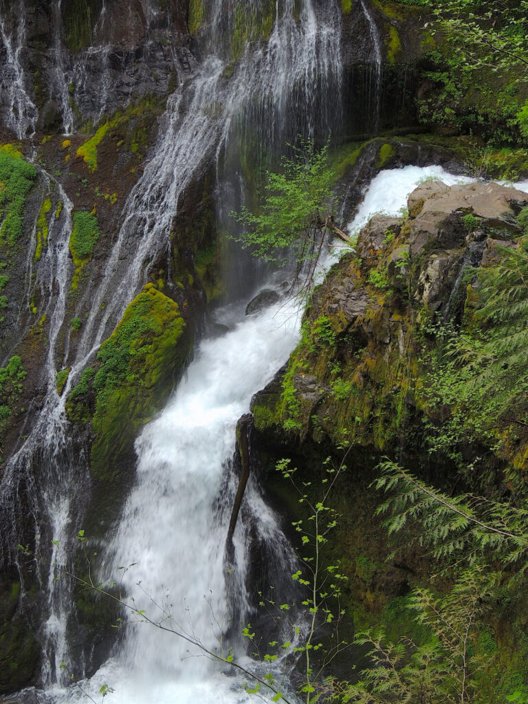 A little bush grows from the cliff face at the brink of Panther Creek Falls.