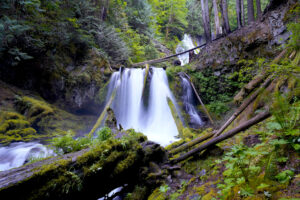 Lower Panther Creek Falls drops in a few side-by-side plunges over a ledge in the mossy forest. A large fallen log lays at the falls base, extending out of the lower left corner of the image. Part of the upper tier of the waterfall is seen in the upper background.