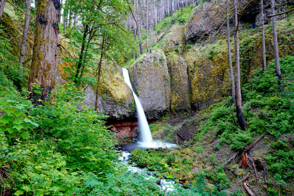 Ponytail Falls plunges gracefully in the forested canyons of Columbia Gorge National Scenic Area in Oregon.