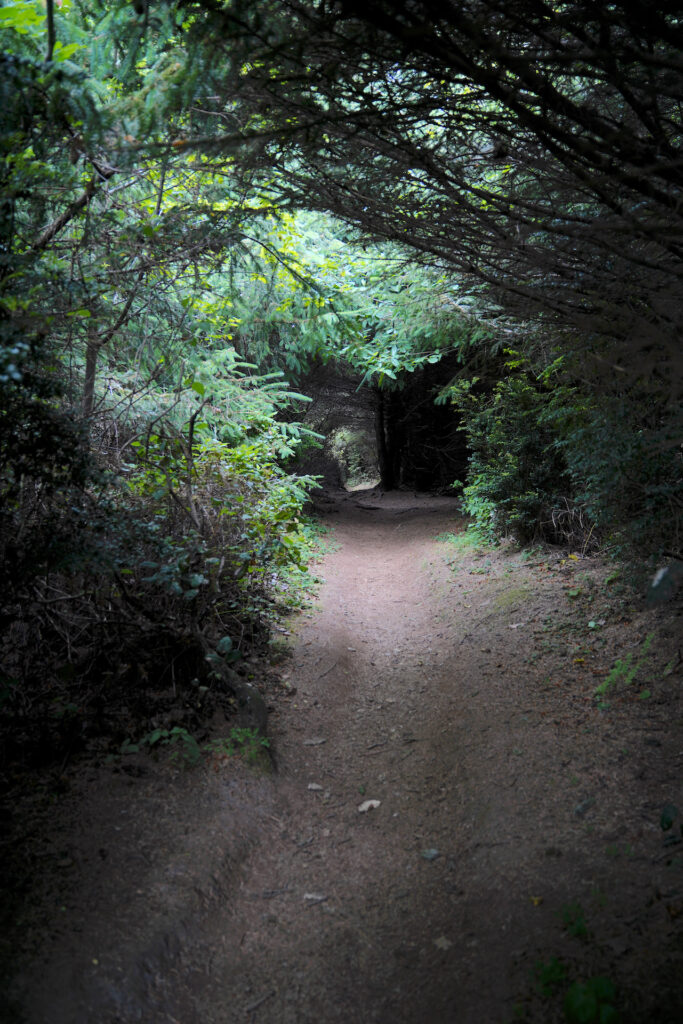 A trail passes through a dense tunnel of trees and bushes at Cape Ferrelo.