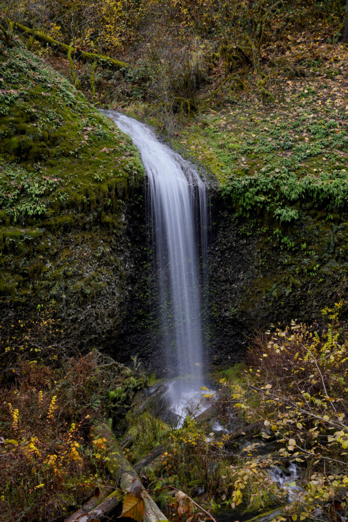 Halfway falls pours lightly down amongst moss, ferns, and fallen autumn leaves in Silver Falls State Park.