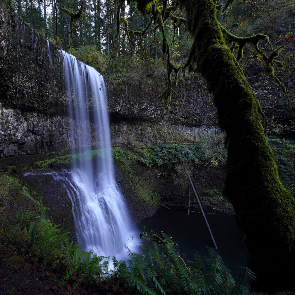 A mossy tree trunk stands opposite Lower South Falls in the last light of an autumn evening in Silver Falls State Park, Oregon.