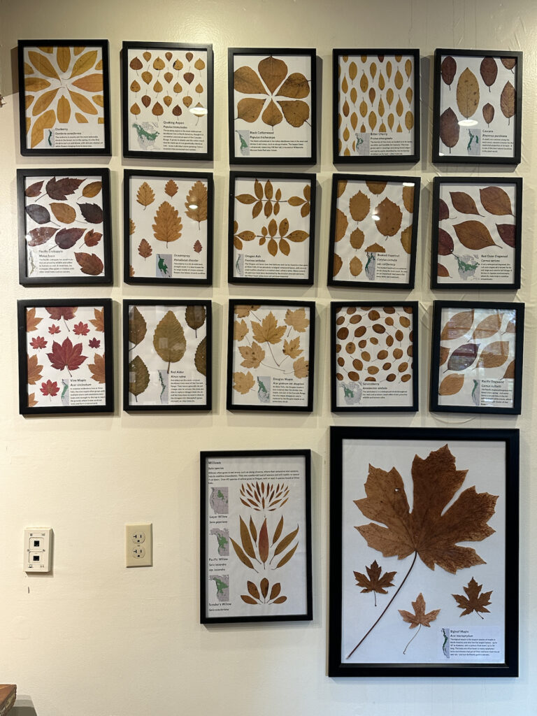 Leaves are displayed artistically in frames in the Nature Nook inside Silver Falls Cafe.