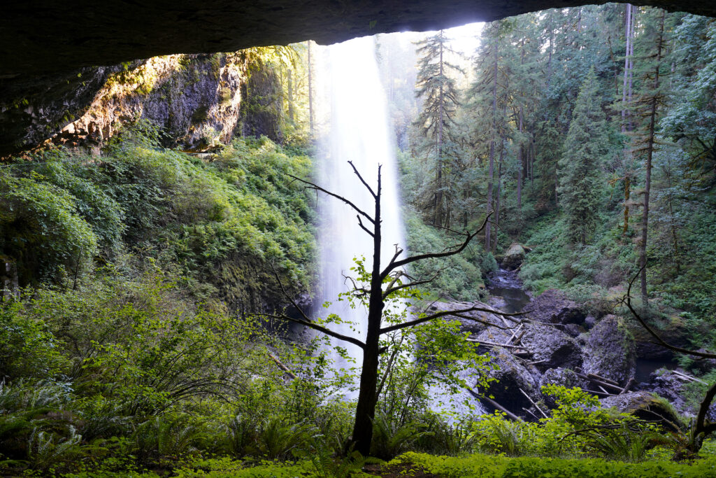 A small dead tree is silhouetted against North Falls as it pours into a forested canyon in Silver Falls State Park, Oregon.