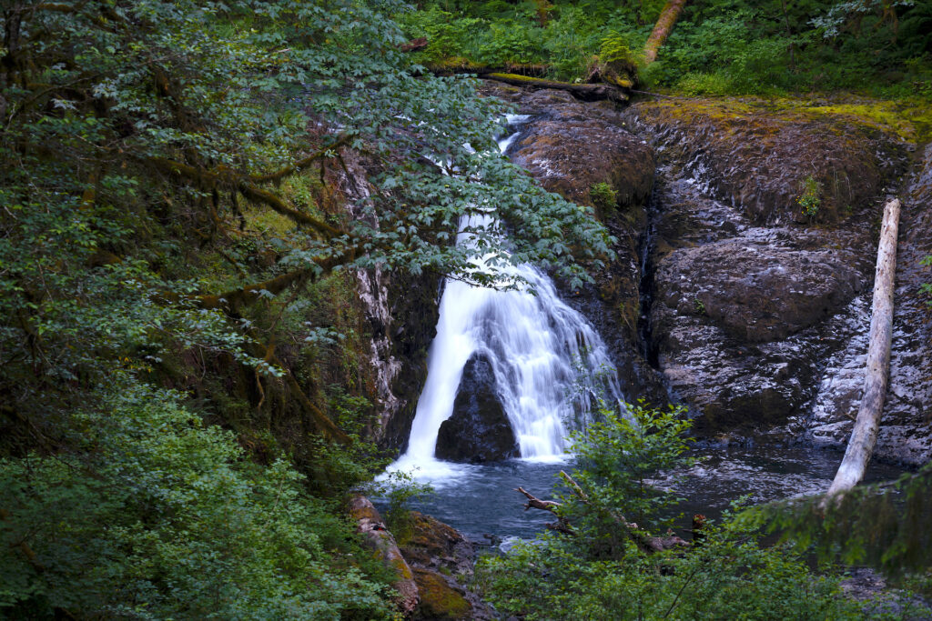 Bigleaf Maple branches spread their greenery in front of Twin Falls in Silver Falls State Park.