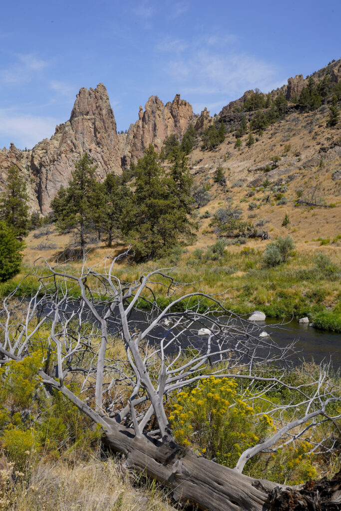 A dead, fallen pine tree with silvery wood lays amongst yellow wildflowers and brush in a desert setting. Through the dead branches the dark stripe of a small river is seen. On the far shore is similar landscape and a few small trees. A pair of stone pinnacles rise in the background with blue skies above them.