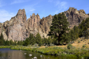 A large pine grows on the banks of Crooked River in Smith Rock State Park.