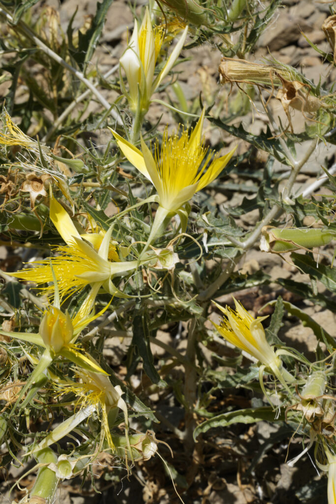 An up-close image of a smoothstem blazing-star plant growing in the desert sun. The plant has a messy look, with rugged, pointy, dull-green leaves. Yellow flowers with a group of central stringy filaments surrounded by five long, pointy petals decorate the plant in various stages of bloom.