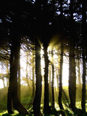 Beams of light explode through the branches in a coastal forest.