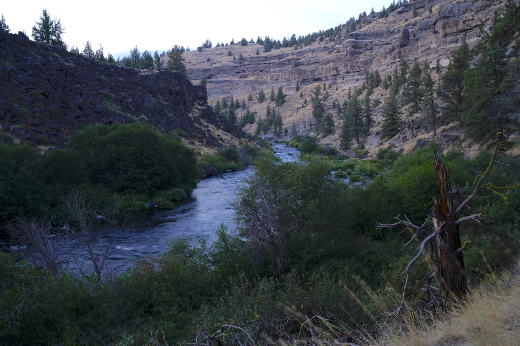 A view looking down a desert river canyon on a summer evening. The river snakes from near the bottom left corner to the center of image before disappearing behind a dark canyon wall on the left. Bands of rock layers flank the tall cliff on the right, and pine trees and vegetation grow near the canyon floor and along the river. The dead, broken base of a tree stands in the lower right corner amongst dry grass. The sky is mostly white with thin clouds.