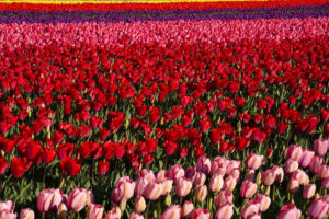 Rows of colorful tulip blooms, including a wide stripe of red flowers, cross slightly diagonally across the image.