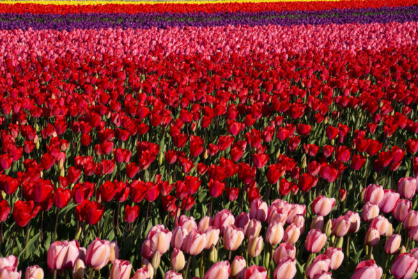 Rows of colorful tulip blooms, including a wide stripe of red flowers, cross slightly diagonally across the image.