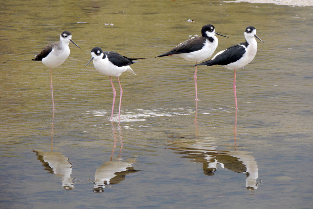 Four black-necked stilts stand in shallow water in Quimixto Mexico.