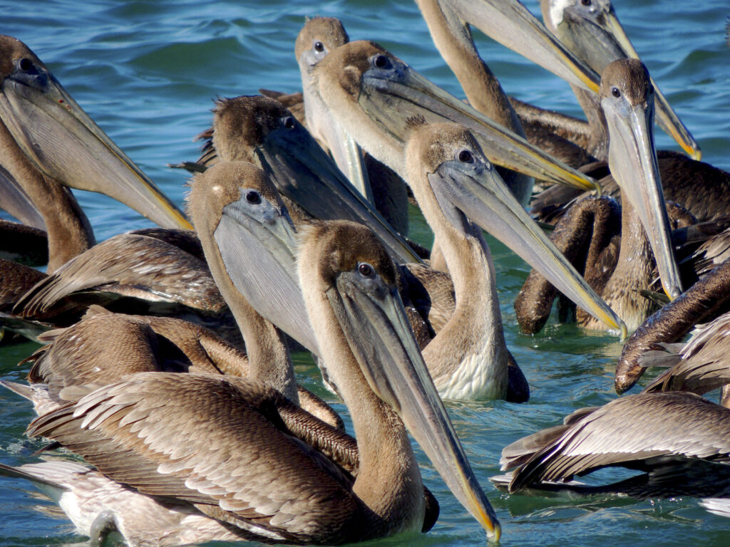 A flock of female brown pelicans on the water at Mismaloya.