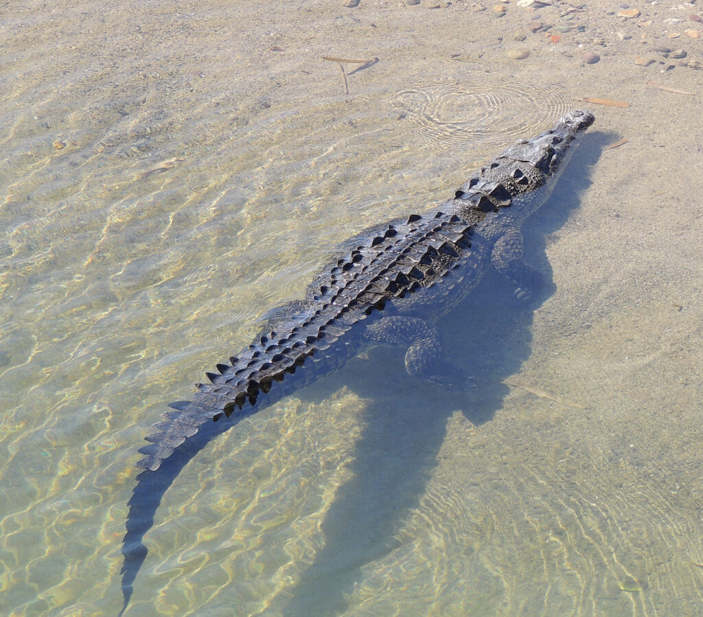 A crocodile floats in the shallow, clear water of Rio Cuale in Puerto Vallarta.