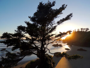 A small shore pine stands alone on the tip of a rock, silhouetted against a clear sunset at Ecola State Park, Oregon.