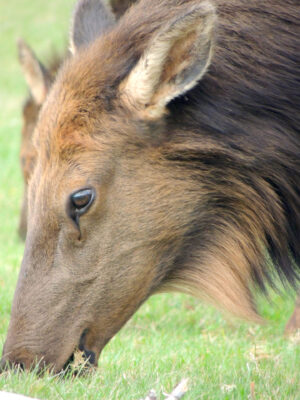 An up close side view of the face of a young elk grazing on short green grass in Ecola State Park, Oregon.