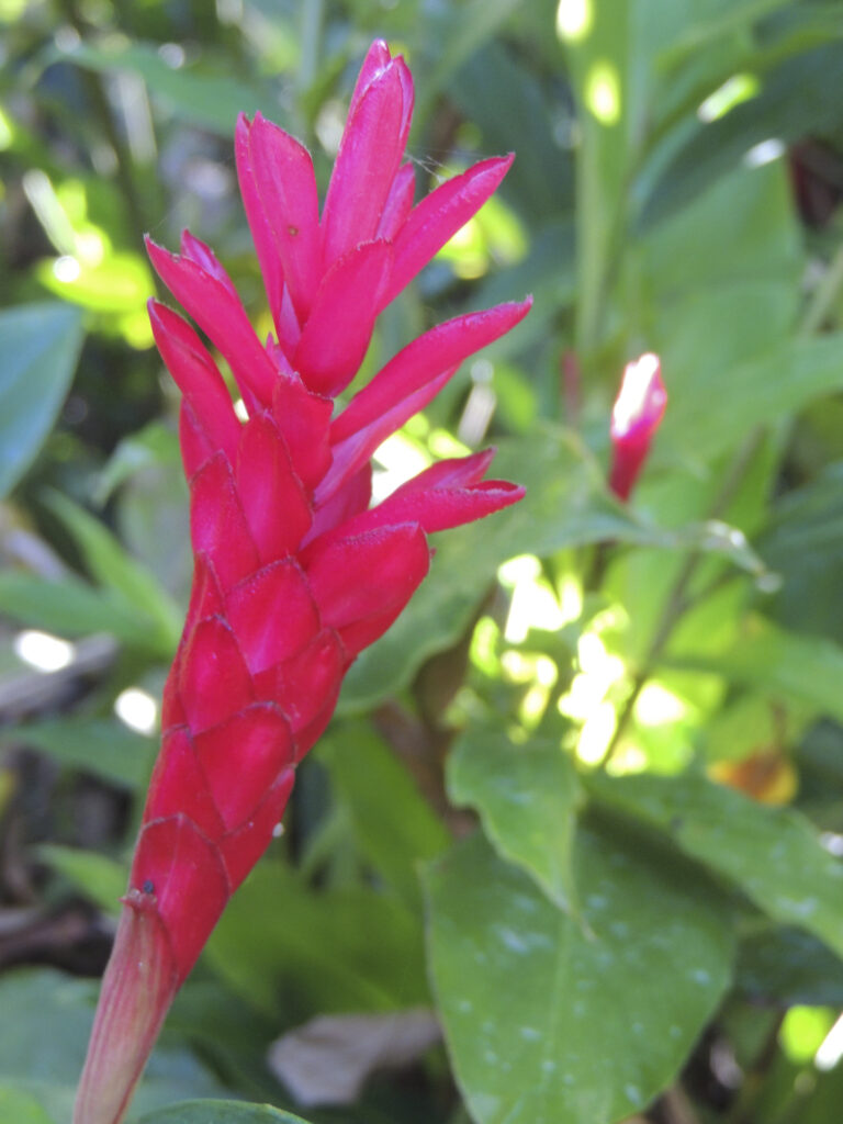 Wild ginger blooms along the Rio Cuale in the forest near Puerto Vallarta.