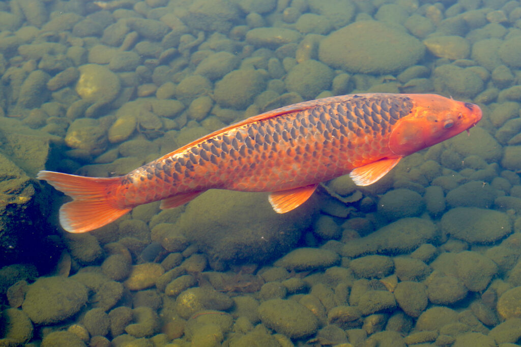 A large orange koi swims in the artificial lake at Lan Su Chinese Garden in Portland, Oregon.