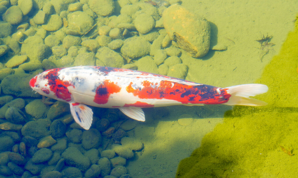 A white koi with orange and black markings swims at Lan Su Chinese Garden in Portland, Oregon. 