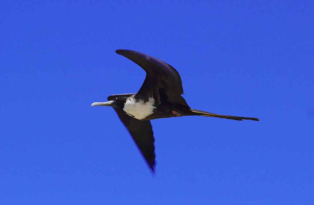 A female Magnificent Frigatebird in flight.