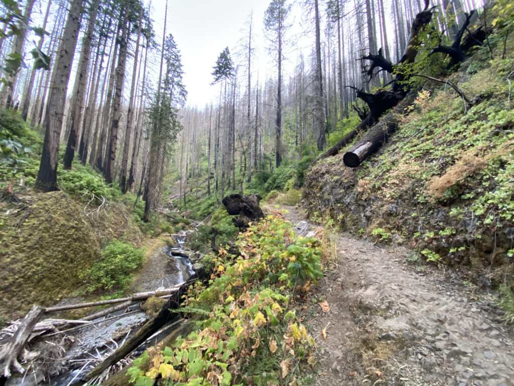 The Eagle Creek Fire of 2017 killed most of the trees on Multnomah Creek above Multnomah Falls.