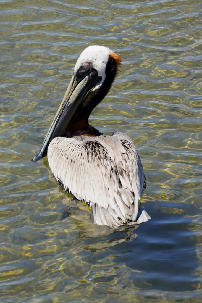 A brown pelican floats on the water in Puerto Vallarta.