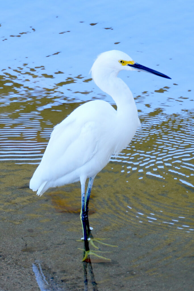 A snowy egret stands in shallow water in the Rio Cuale in Puerto Vallarta.