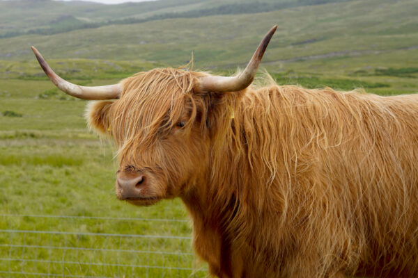 A shaggy Highland Cow with it's signature long red hair.