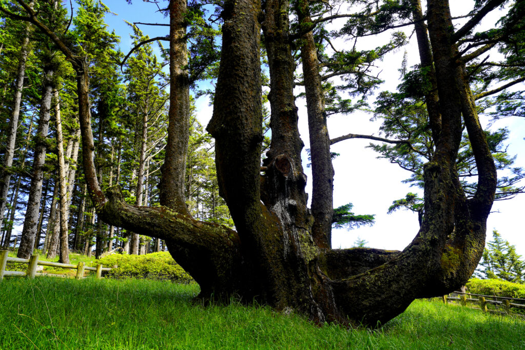 The base of the Octopus Tree at Cape Meares Oregon features a huge trunk which immediately splits into eight trunks which spread out before stretching skyward.