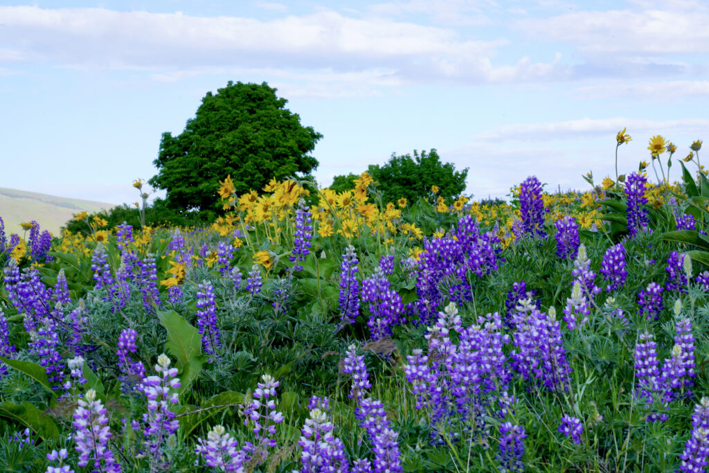 Purple lupines take over as the yellow balsamroot flowers start to fade on Rowena Plateau.