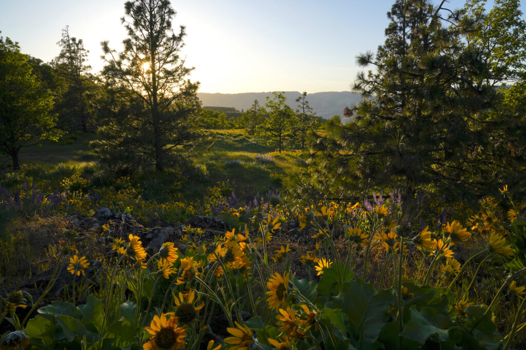 Balsamroot flowers bloom beneath young Ponderosa pines along Oregon's McCall Point Trail.