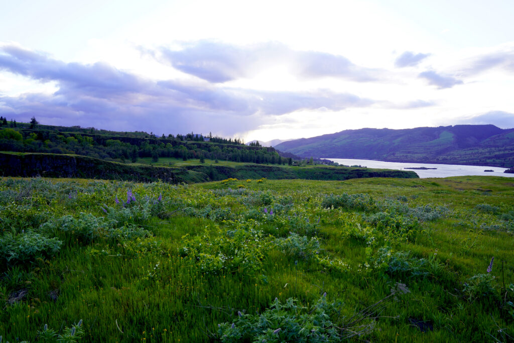 A sea of green grasses and wildflowers blanket Rowena Plateau in the Columbia River Gorge.