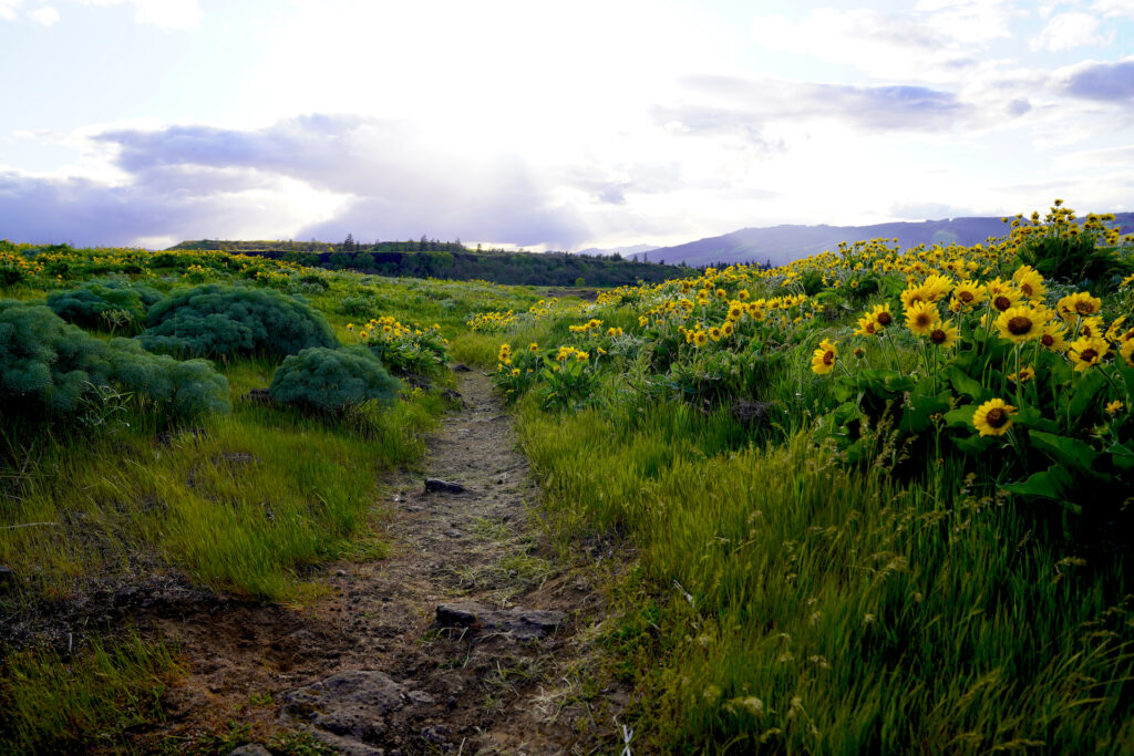 Sunny balsamroot flowers resembling short sunflowers bloom along the Rowena Plateau Trail.